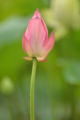 Naklejka premium pink lotus flower in garden