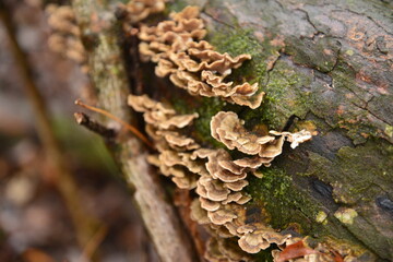 Fungus growing on dead trees
