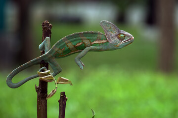 A veiled chameleon in position to catch a prey