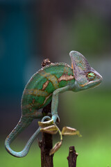 A veiled chameleon in position to catch a prey © DS light photography