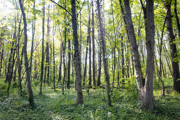 Naklejka premium Wald im Sommer
