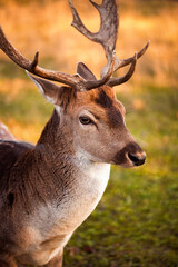 Dammhirsch Portrait