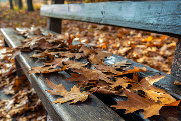 Fallen leaves of a maple. Autumn weather.
