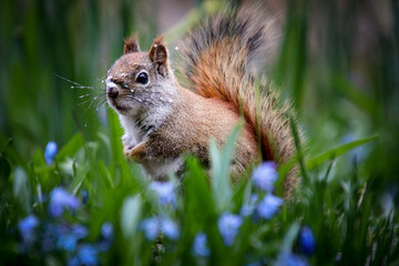 Cute curious red squirrel in blue flowers
