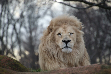 Gorgeous Male lion