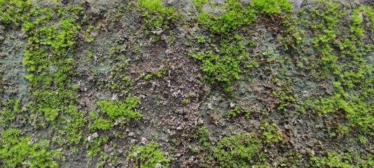 green moss on the wall