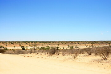 Kgalagadi Landscape