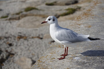 Mouette rieuse .