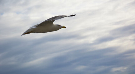 seagull in flight