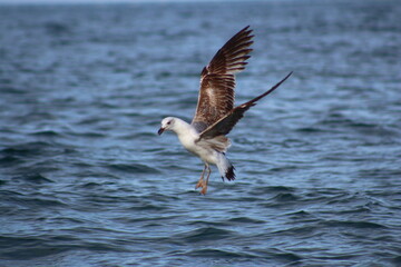 seagull in flight