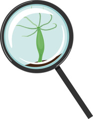 Hydra polyp under magnifying glass isolated on white background