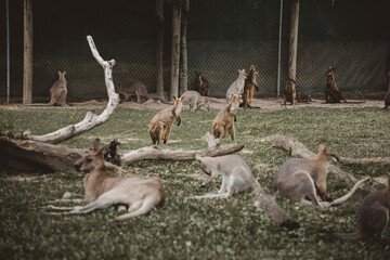 Wallaby e canguri a riposo in una riserva Australiana © roberta_breda