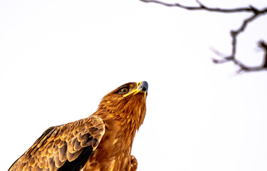 A falcon looking for prey with white sky background