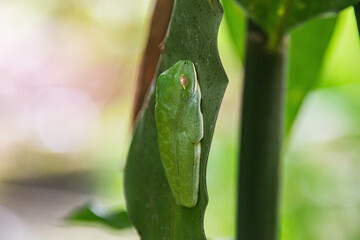 Red-eyed frog (Agalychnis callidryas), Monteverde Cloud Forest Reserve, Costa Rica