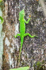 Common basilisk (Basiliscus basiliscus) lizard, Monteverde Cloud Forest Reserve, Costa Rica