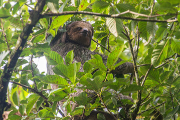 Brown three-toed sloth (Bradypus variegatus), Monteverde Cloud Forest Reserve, Costa Rica