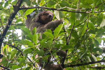 Fototapeta premium Brown three-toed sloth (Bradypus variegatus), Monteverde Cloud Forest Reserve, Costa Rica