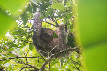Brown three-toed sloth (Bradypus variegatus), Monteverde Cloud Forest Reserve, Costa Rica © RaquelMogado