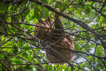 Brown three-toed sloth (Bradypus variegatus), Monteverde Cloud Forest Reserve, Costa Rica © RaquelMogado
