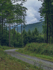 Dirt road in the forests of the Sowie Mountains