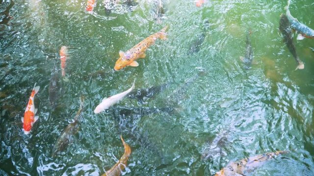 Colorful fancy carp(Koi) fishes are swimming in a pond