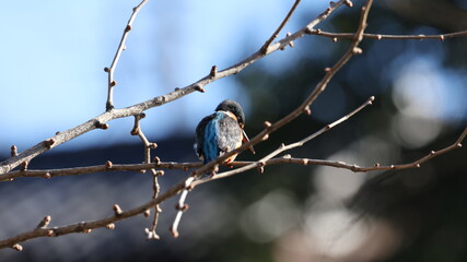 餌を探して水面を見つめているカワセミの写真