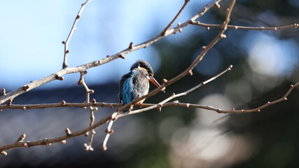 Obraz premium 餌を探して水面を見つめているカワセミの写真