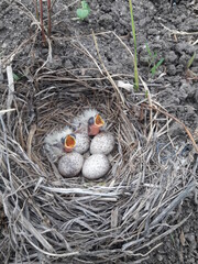 bird nest with eggs