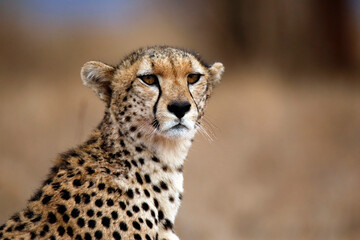 Close-up of a Cheetah. Taita Hills, Kenya
