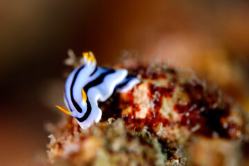 Chromodoris boucheti Nudibranch on a Coral. Mafia Island, Tanzania