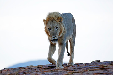 Male Lion Approaching over Rock, at Dusk. Tsavo East, Kenya