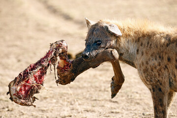 Spotted Hyena (Crocuta crocuta) with Leg in its Mouth. Amboseli, Kenya