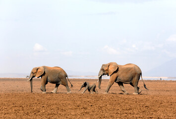 Elephant Family Walking on Dried-out Amboseli Lake. Amboseli, Kenya © Daniel Lamborn