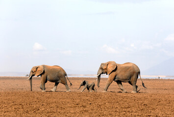 Elephant Family Walking on Dried-out Amboseli Lake. Amboseli, Kenya