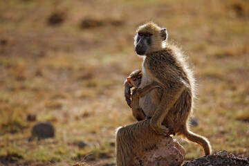 Yellow Baboon (Papio cynocephalus) with Baby. Amboseli, Kenya