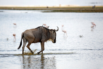 Blue Wildebeest (Connochaetes taurinus) Wading in Water. Amboseli, Kenya