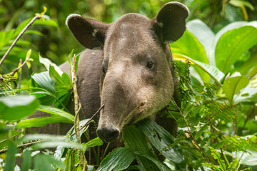 Rare sighting of a Baird's tapir (Tapirus bairdii), Tenorio Volcano National Park, Guanacaste, Costa Rica