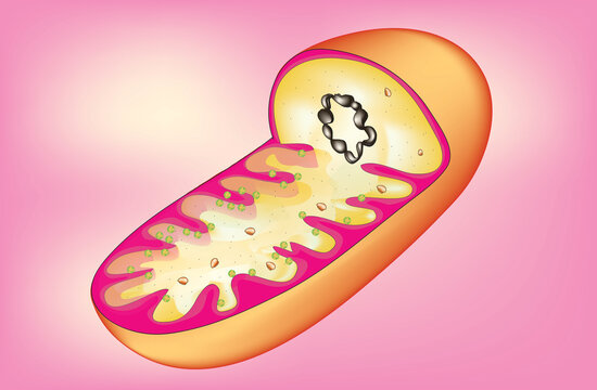 Biological anatomy of mitochondria 