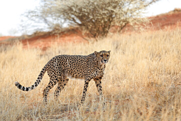 Large leopard in the Kalahari desert. Namibia.