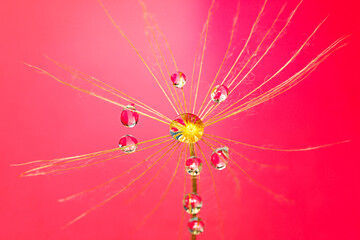 Beautiful drops on a dandelion seed. Beautiful soft background. Water drops on dandelion. Soft dreamy artistic image.