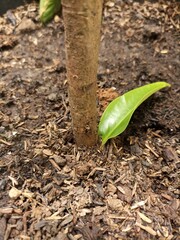 sprout on the ground