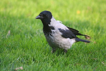 crow on the grass 