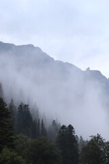 fog in the mountains, green forest and coniferous trees, slopes and ravines, landscape at dusk