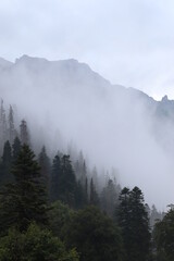 fog in the mountains, green forest and coniferous trees, slopes and ravines, landscape at dusk
