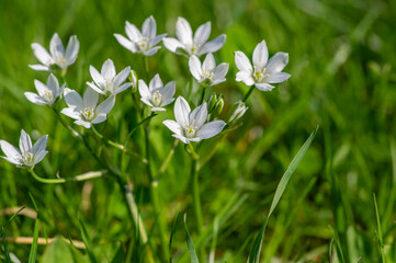 Ornithogalum umbellatum garden star-of-Bethlehem flowers in bloom, grass lily white flowering...