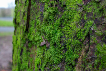 moss on tree bark