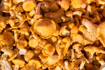 freshly picked chanterelle mushroom