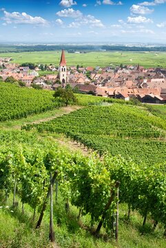 Vignoble d' Ammerschwihr , Alsace (Fr).