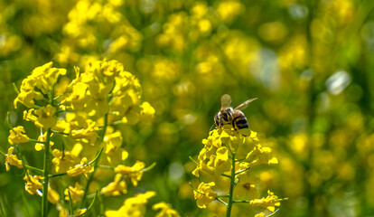 Bee on yellow flower