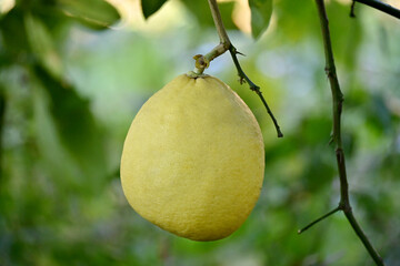 closeup the ripe yellow lime fruits with green leaves and branch in the farm over out of focus green brown background.